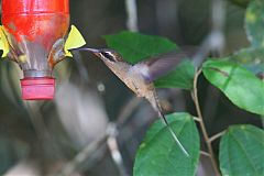 Great-billed Hermit